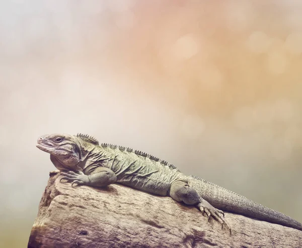 Stora Iguana vilande — Stockfoto