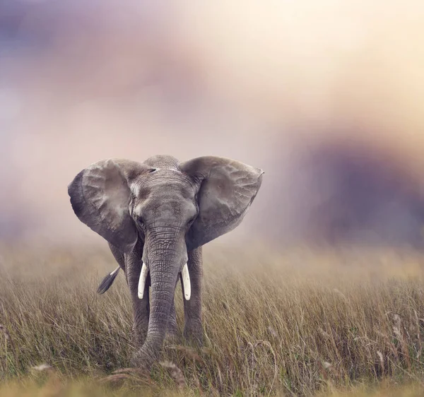 Elefante africano nas pastagens — Fotografia de Stock