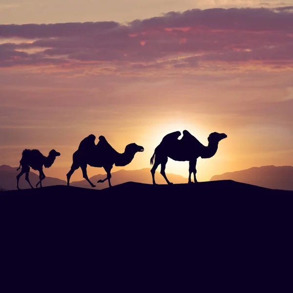 Bactrian camels in desert at sunset — Stock Photo, Image