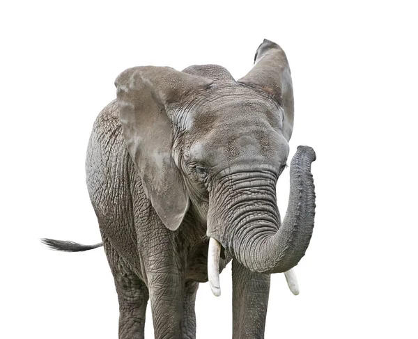 Éléphant d'Afrique isolé sur blanc — Photo