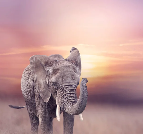 Éléphant d'Afrique dans les prairies — Photo