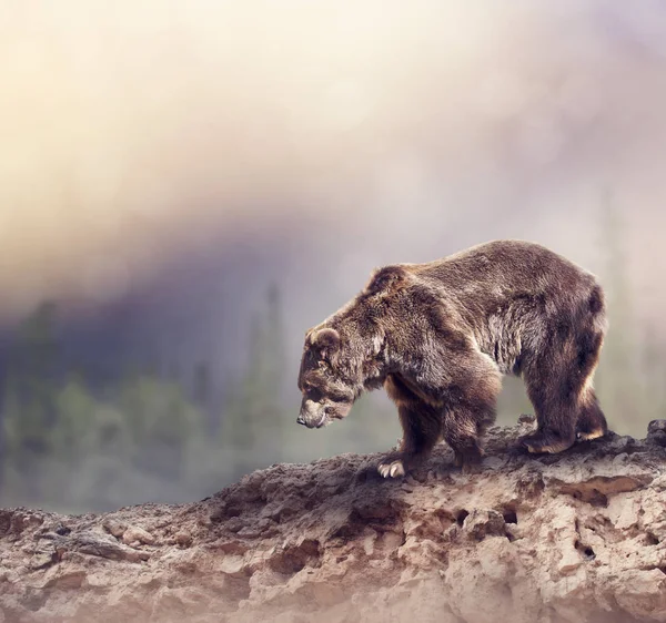 Brown Bear séta a sziklákon — Stock Fotó