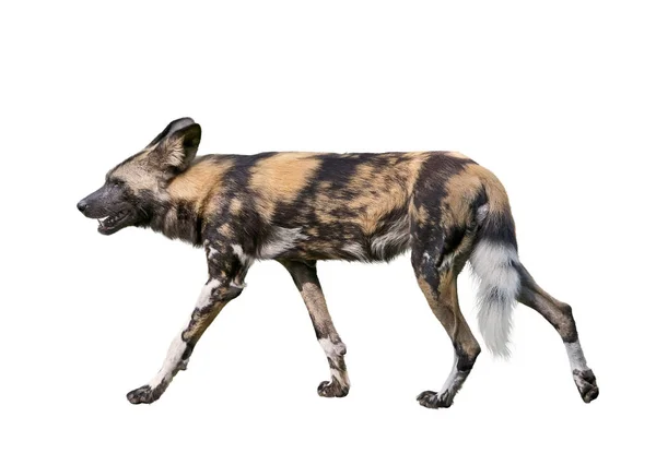 Африканская дикая собака на белом фоне — стоковое фото