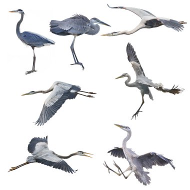 Great Blue Herons isolated on white clipart