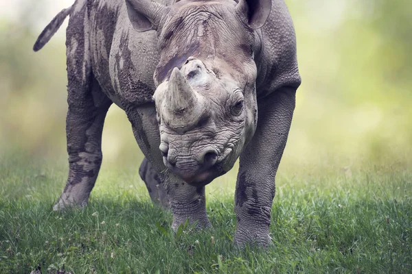 Zwarte neushoorn Potrait — Stockfoto