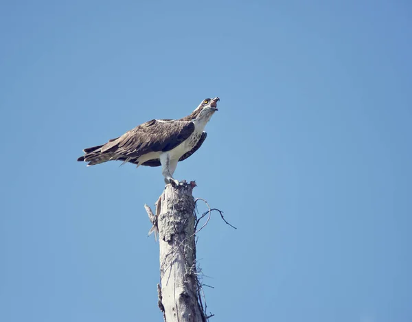 Osprey yeme balık — Stok fotoğraf