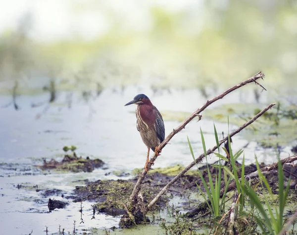 Héron vert dans le marais de Floride — Photo