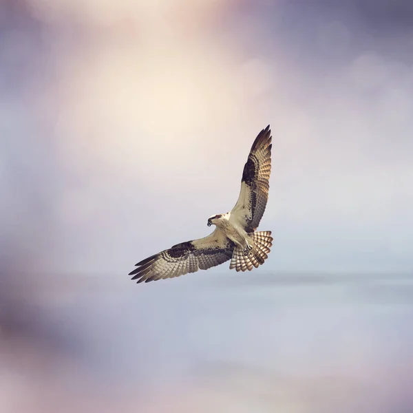 Osprey в польоті — стокове фото
