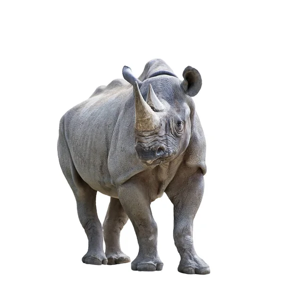 Černý nosorožci na bílém pozadí — Stock fotografie