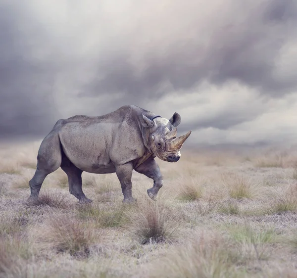 Nosorožec černý, chůze — Stock fotografie