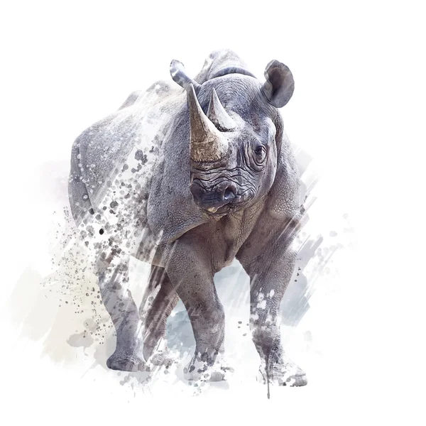Černý nosorožský akvarel na bílém pozadí — Stock fotografie