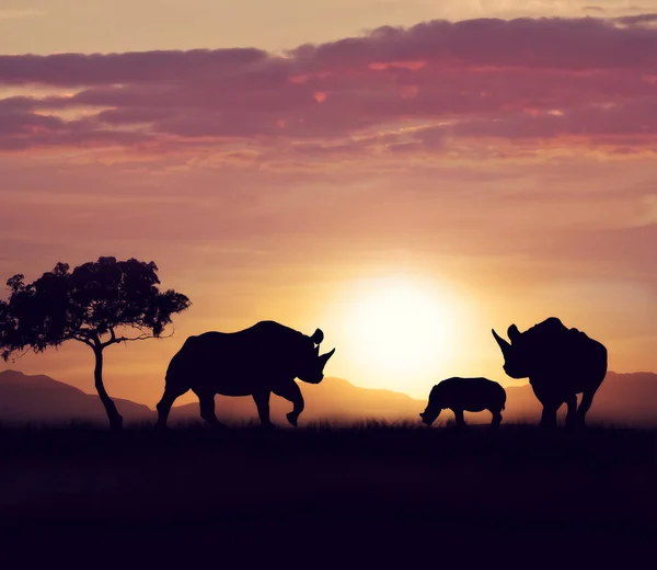 Neushoorn familie bij zonsondergang — Stockfoto