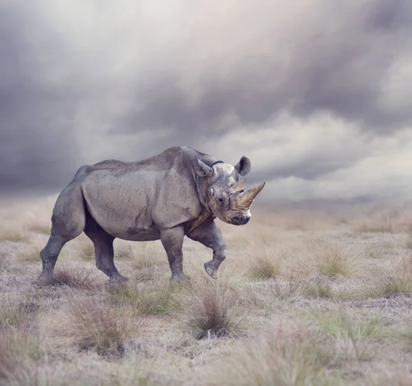 Black rhinoceros walking — Stock Photo, Image