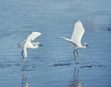 Göl üzerinde uçuş Karlı Egrets