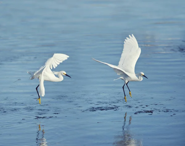 Garzas nevadas en vuelo sobre el lago — Foto de Stock