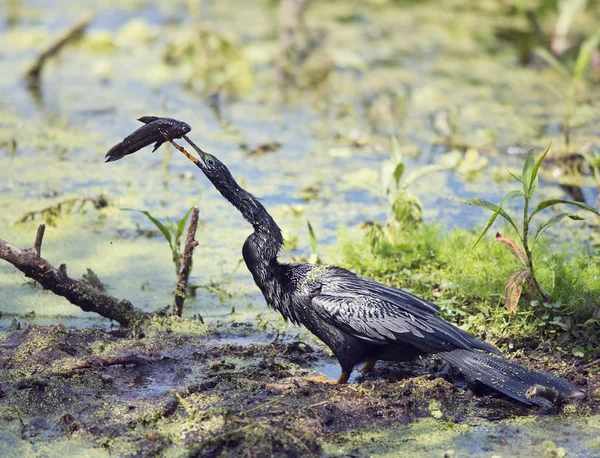 Anhinga downing ryba w bagnie — Zdjęcie stockowe