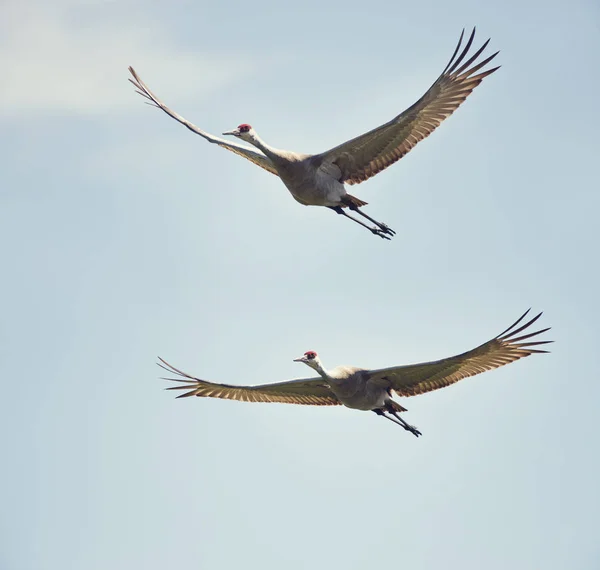 Grúas areniscas en vuelo contra el cielo — Foto de Stock