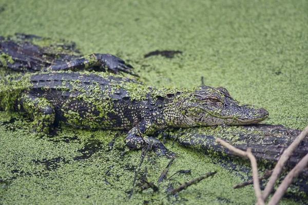 Young alligator on a log in Florida swamp — Stock Photo, Image