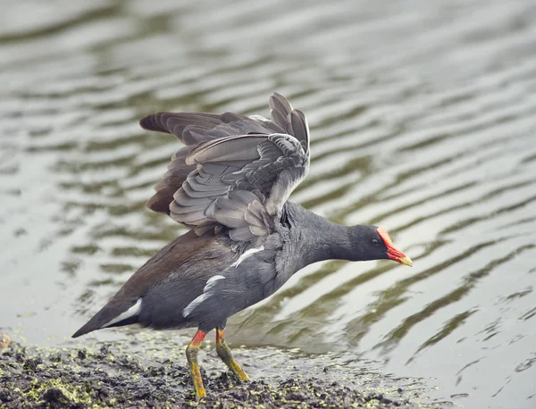 Algemene gallinule near Lake — Stockfoto