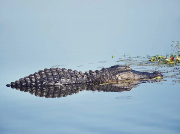 Alligator reposant en eau calme — Photo