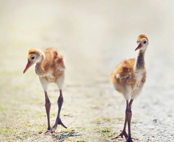 Sandhill Crane Chicks andando — Fotografia de Stock