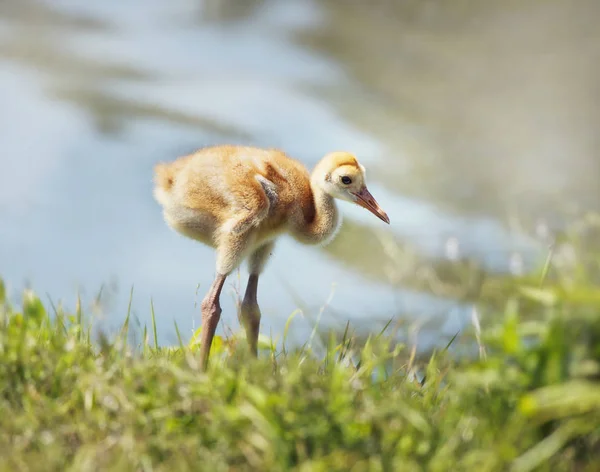 Sandhill Crane Chick na grama — Fotografia de Stock