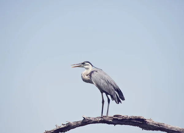 Great Blue Heron poleiro em zonas húmidas da Flórida — Fotografia de Stock