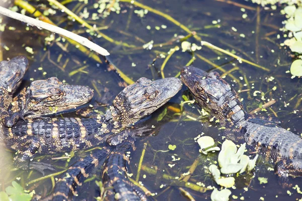 Baby alligators in a swamp — Stock Photo, Image