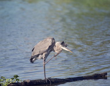Genç mavi balıkçıl