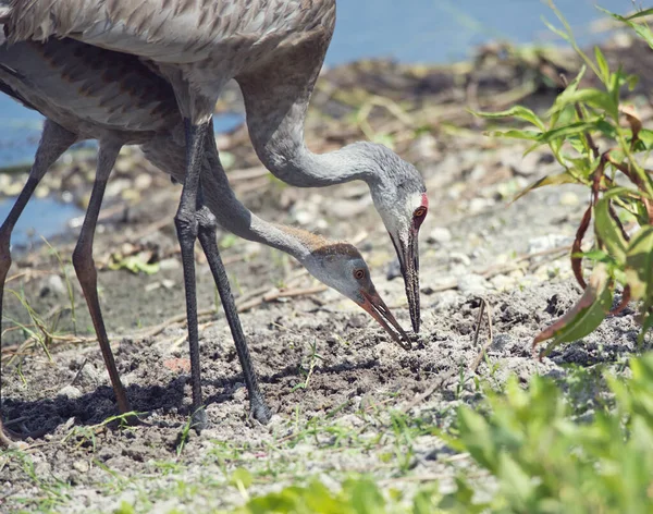 Sandhill crane parent feeds its young one — Stock Photo, Image