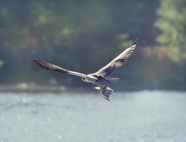 Fiskgjuse i flyg som en fisk i dess klor — Stockfoto