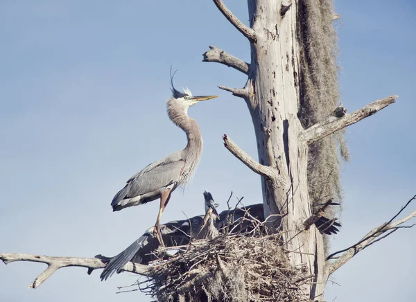 Great Blue Heron feeds its young one on florida gar — Stock Photo, Image