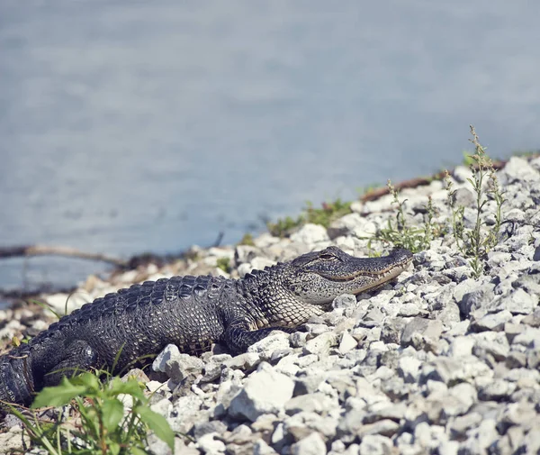 Junge Alligatoren sonnen sich in der Nähe des Sees — Stockfoto