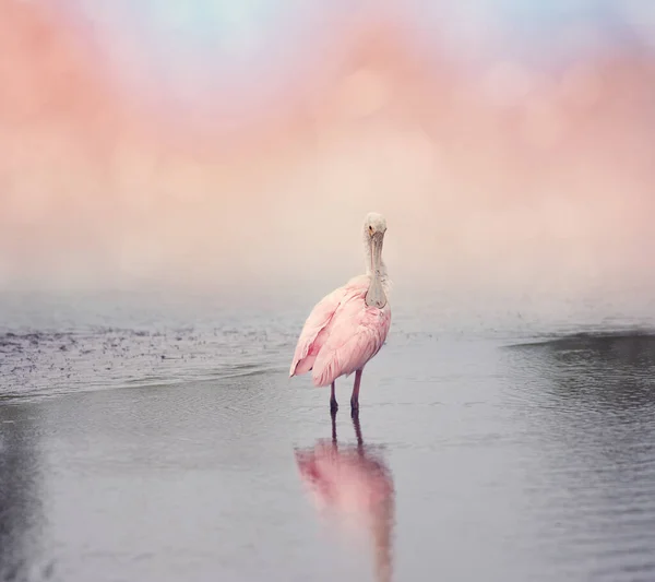 Roseate Spoonbill in the pond — Stock Photo, Image