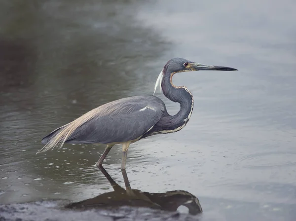 Tricolored Heron  in a pond — Stock Photo, Image