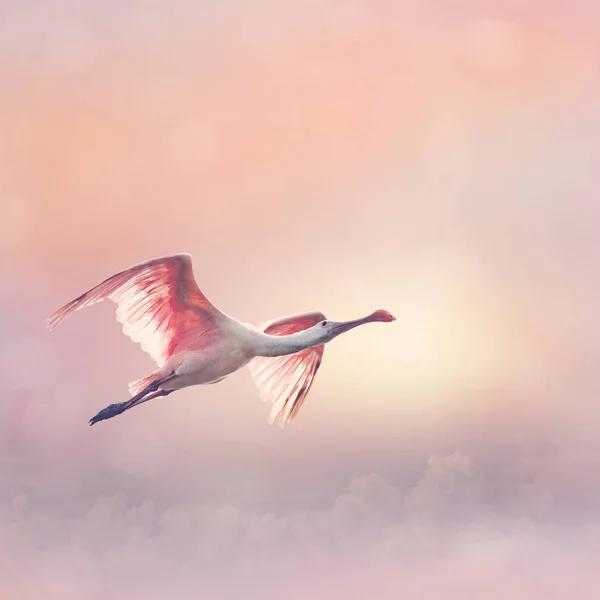 在飞行中的粉红琵鹭 — 图库照片