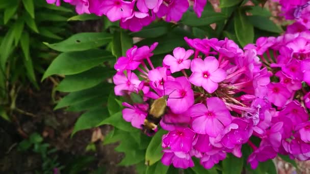 Polilla Común Esfinge Polilla Colibrí — Vídeos de Stock