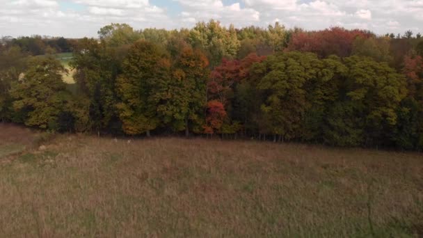 Kolorowy Jesienny Krajobraz Zachodzie Słońca Widok Ptaki — Wideo stockowe