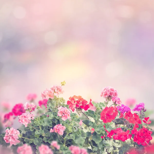 庭には色とりどりのゼラニウムの花が咲き — ストック写真