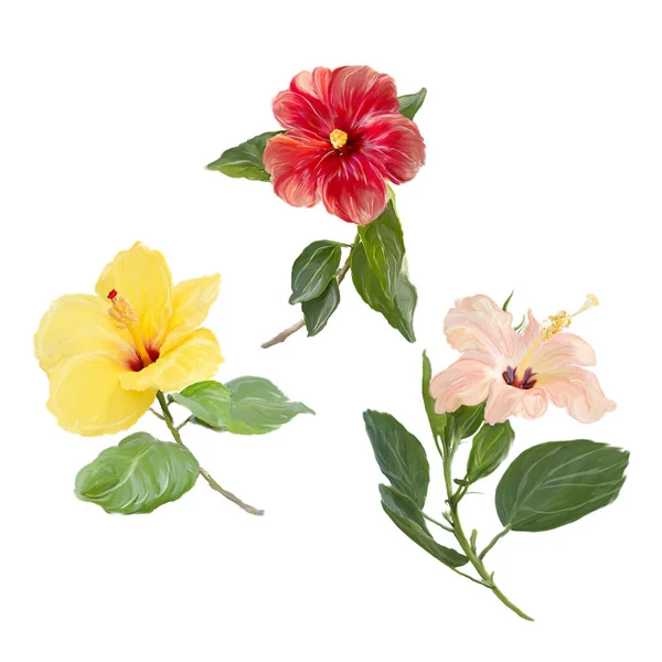 Beyaz Arkaplanda Izole Edilmiş Hibiscus Çiçeklerinin Dijital Çizimi — Stok fotoğraf