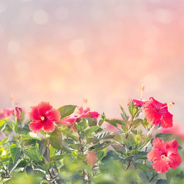 Blüte Der Roten Hibiskusblüten Garten — Stockfoto