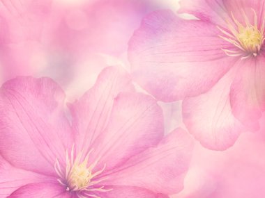 Pembe Clematis çiçekleri arka plan için kapatın