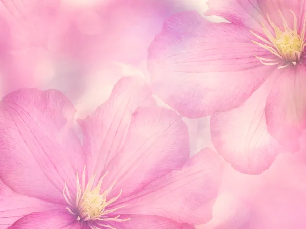 Pink Clematis Flowers Close Background — Stock Photo, Image