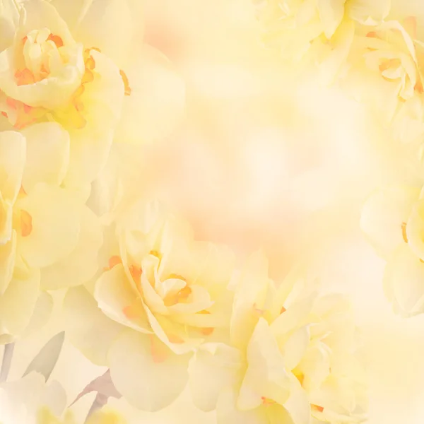 Amarelo Daffodil Narciso Flores Resumo Fundo — Fotografia de Stock