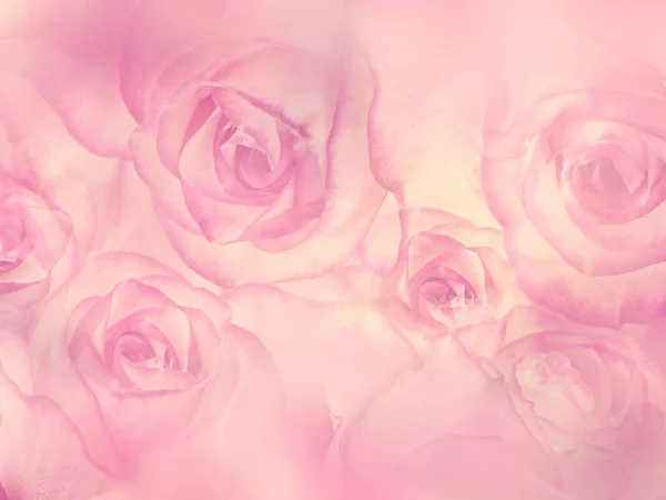 Abstract Floral Background Pink Rose Flowers Soft Focus — Stock Photo, Image