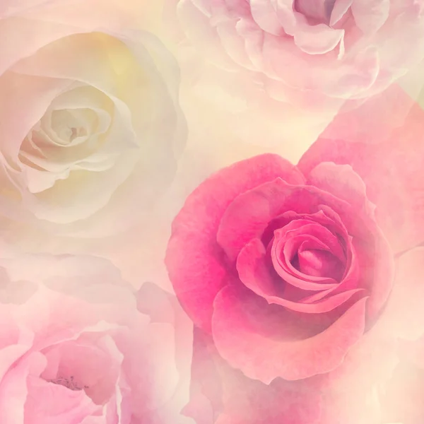 Abstract Floral Background Rose Flowers Soft Focus — Stock Photo, Image