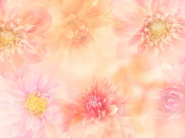 Colorful Dahlia Flowers Background Soft Focus — Stock Photo, Image