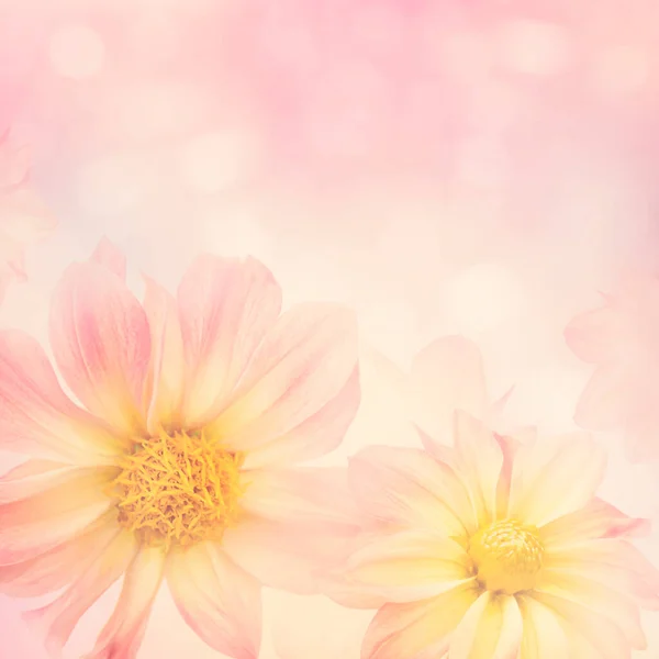 Colorful Dahlia Flowers Background Soft Focus — Stock Photo, Image