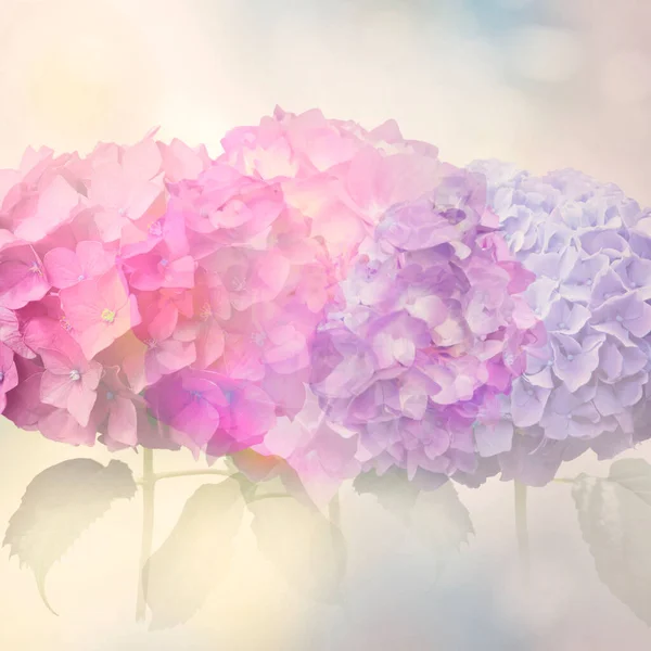 Flores Hortênsia Coloridas Abstratas Para Fundo Foco Suave — Fotografia de Stock
