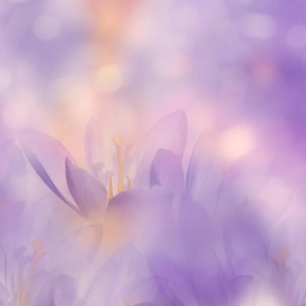 Crocus Bahar Çiçekleri Ile Soyut Çiçek Arkaplanı — Stok fotoğraf